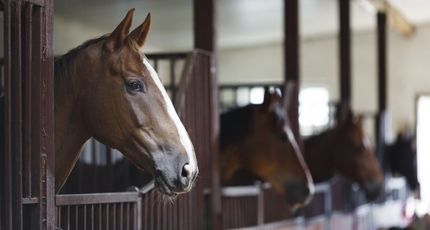  Aprobaron 80 mil dosis de la vacuna contra la encefalomielitis equina 