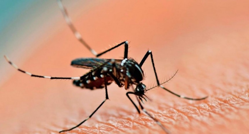  Murió una beba de cinco meses por dengue en Misiones 