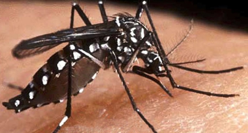  Después de casi 10 años, confirman dos casos de chikungunya en Tucumán 