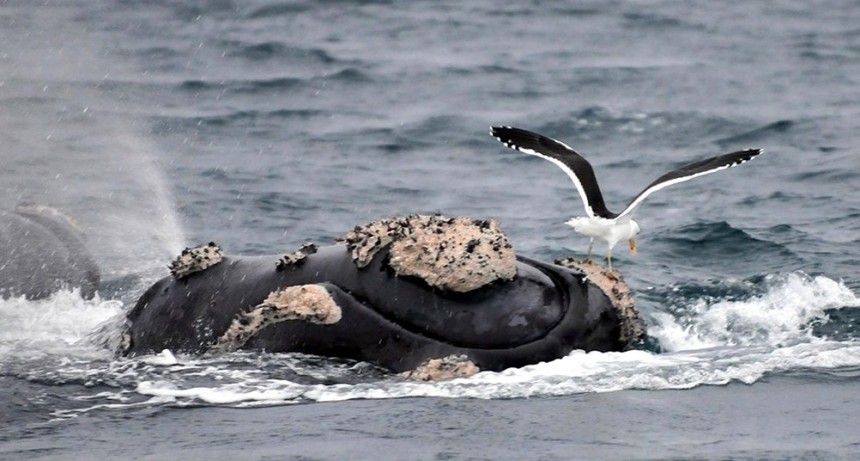  El acoso de las gaviotas afecta la supervivencia de las crías de ballena en la Península Valdés 