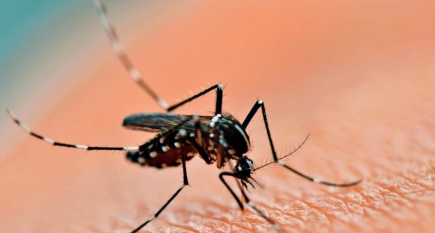  Santa Fe: detectaron dos casos de dengue y realizan operativos de bloqueo 
