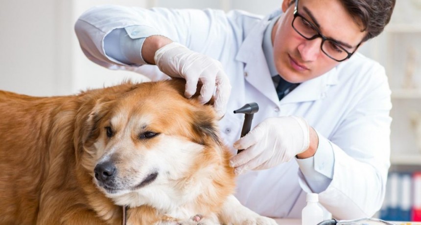  El Conicet creó una herramienta para vigilar un virus que afecta a perros y gatos 