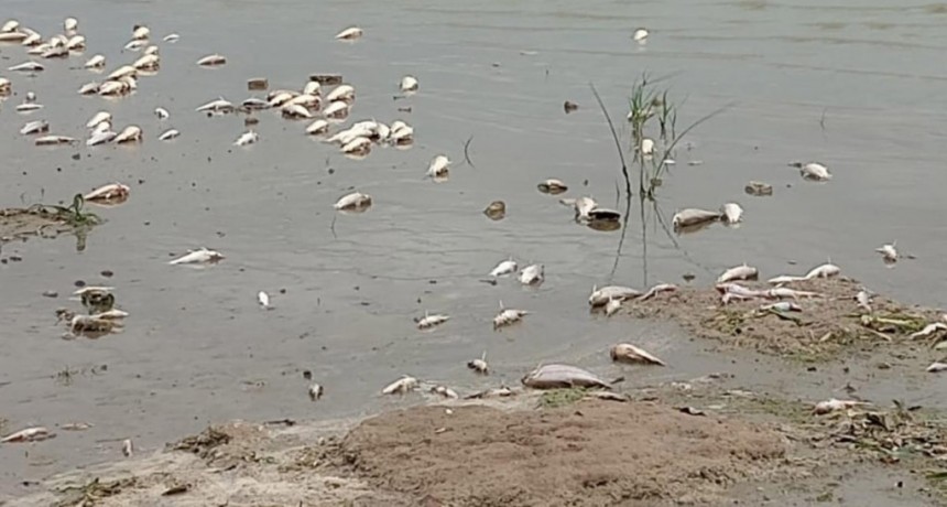  Hallaron nuevamente miles de peces muertos en la Laguna de Chascom&uacute;s por "causas naturales" 