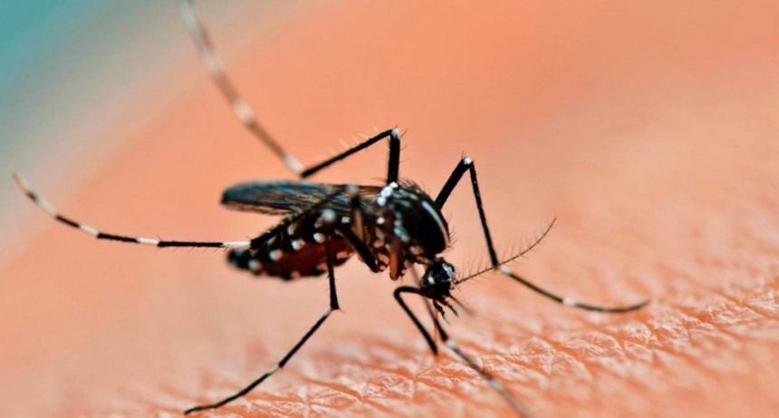  En Misiones, ya son tres las personas fallecidas por dengue 